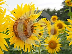 Sunflower field in Saitama Prefecture, Japan