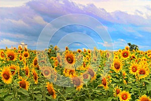 Sunflower field Sao Jose dos Campos