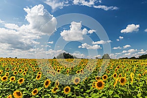 Sunflower field scenery .