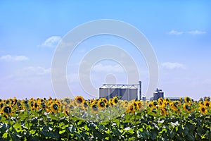 Sunflower field scenery