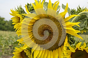 Sunflower in the field.