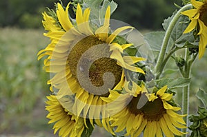 Sunflower in the field.