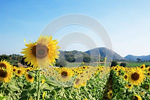 Sunflower on field with sky