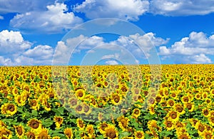 Sunflower field with sky