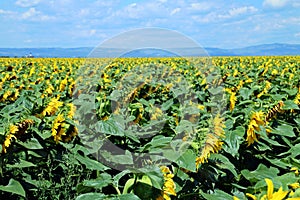 Sunflower field in Slobozia, Romania.