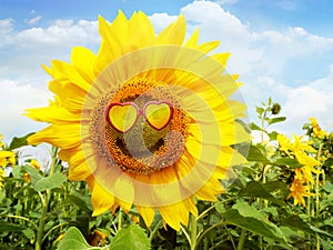 Sunflower on the Field with Smiling Face and Sunglasses