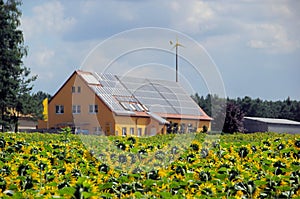 Sunflower field and solar plant