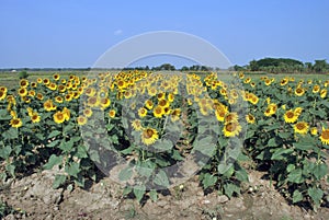 sunflower field at south 24 pargana west bengal