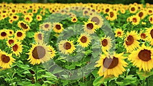 Sunflower field in summer