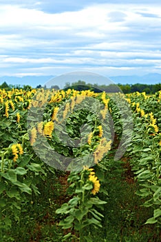 Sunflower field in summer