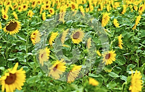 Sunflower field in summer