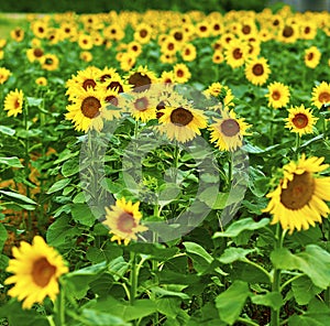 Sunflower field in summer