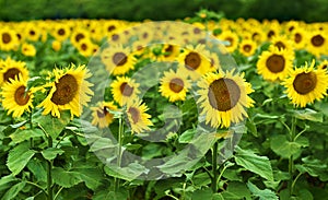 Sunflower field in summer