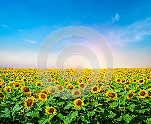 Sunflower field in the summer