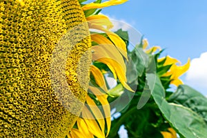 Sunflower field in summer