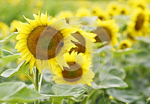 Sunflower field on summer