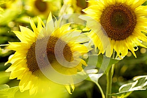 Sunflower field on summer