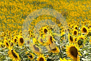 A sunflower field in summer