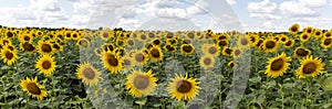 sunflower field in the summer