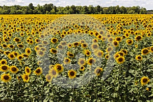 sunflower field in the summer