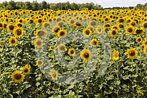 sunflower field in the summer