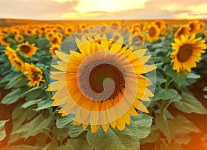 Sunflower field in summer