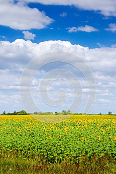 sunflower field in summer