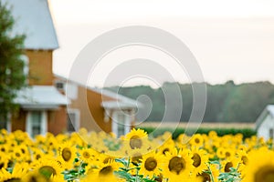 Sunflower field summer afternoon