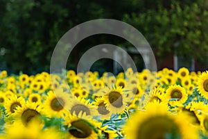 Sunflower field summer afternoon