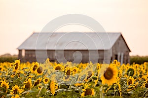 Sunflower field summer afternoon