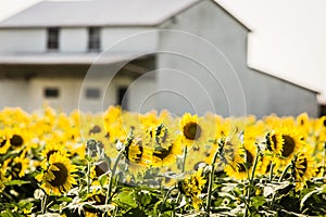 Sunflower field summer afternoon