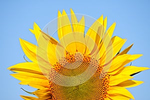 Sunflower field in summer