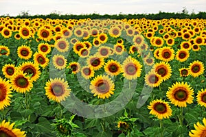 Sunflower field in summer. Beautifull background