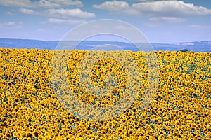Sunflower field in summer countryside