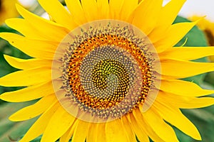 Sunflower on the field. Summer flower