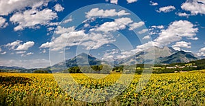 Sunflower field in Summer in Isere, Alps, France photo