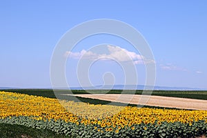 Sunflower field in summer landscape