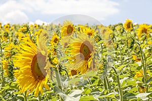 Sunflower field in summer season