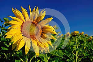 Sunflower field