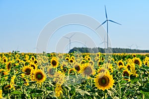 Sunflower field in summer time with blue sky and wind mill