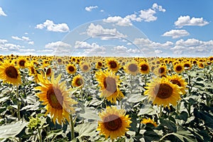 Sunflower field in the sun with cloudy blue sky, summer landscape