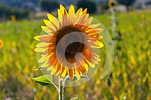 Sunflower in the field