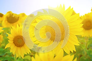 Sunflower field. Sunflowers in the field during sunset. Nature background