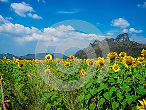 Sunflower field, Sunflowers at Khao Jeen Lae, Lopburi Province, Thailand