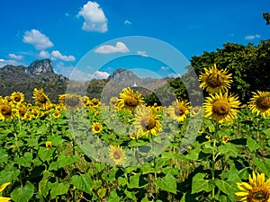 Sunflower field, Sunflowers at Khao Jeen Lae, Lopburi Province, Thailand