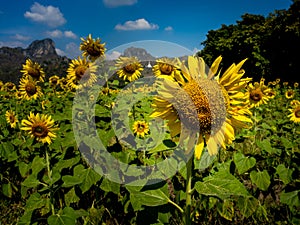 Sunflower field, Sunflowers at Khao Jeen Lae, Lopburi Province, Thailand
