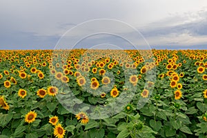 sunflower in a field of sunflowers under a blue sky