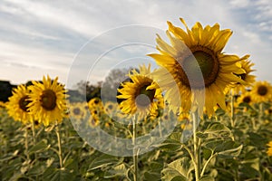 sunflower in a field of sunflowers under a blue sky