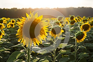 Sunflower field in sunlight, ecology concept