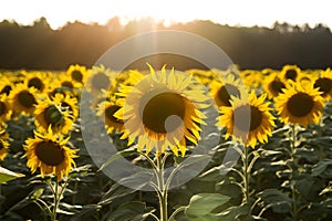 Sunflower field in sunlight, ecology concept